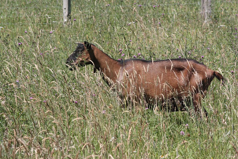 How Many Goats per Acre? Goat Journal